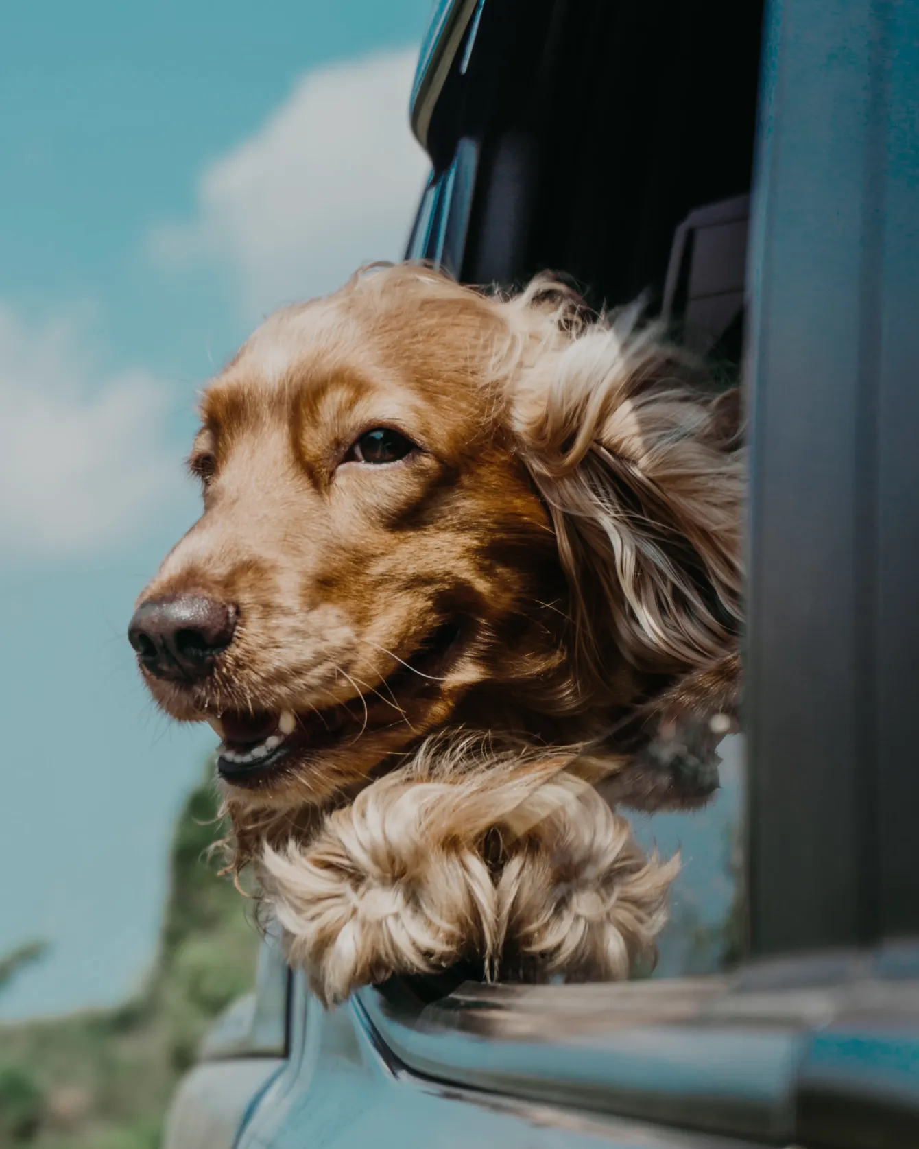 Dog looking out a car window